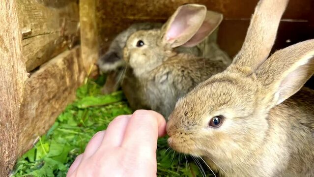 Playful rabbit. Cute little rabbit plays with a human hand and tries to bite lightly. Hand rabbit. Cute fluffy young rabbits in a cage on the farm
