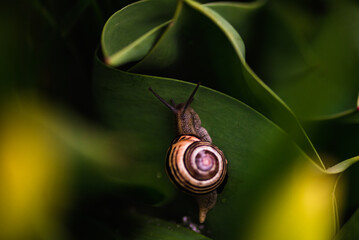 Schnecke © Lukasz