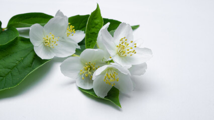 delicate white jasmine flowers with green leaves