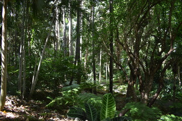 botanischer Garten Sydney
