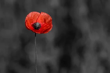 Fotobehang Red poppies on black and white background. Flowers poppies blossom on wild field. Remembrance day concept. Horizontal remembrance day theme poster, greeting cards, headers, website and app. © Augustas Cetkauskas