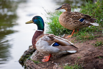 Close-up portrait of a male and female ducks couple standing on a tree roots near a pond shot with telephoto lens with nice blurred background and foreground and with copy space