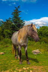 Wild pony at Grayson Highlands