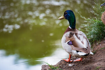 Close-up portrait of a male duck standing on a tree roots near a pond shot with telephoto lens with nice blurred background and foreground and with copy space