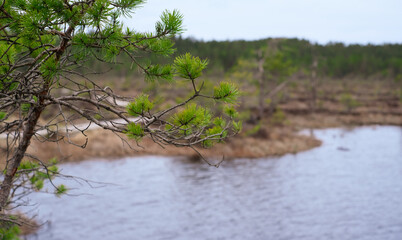 A wooden path in the Soomaa National Park in Estonia among the forest and marshland on a clear day
