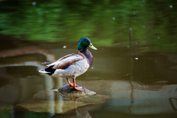 Close-up portrait of a male duck standing on a stone in a pond shot with telephoto lens with nice blurred background and foreground with copy space