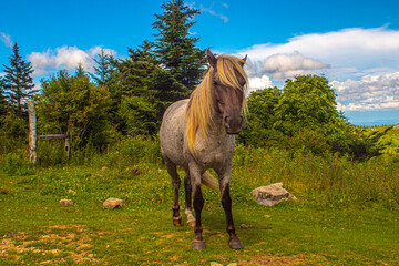 Wild pony at Grayson Highlands