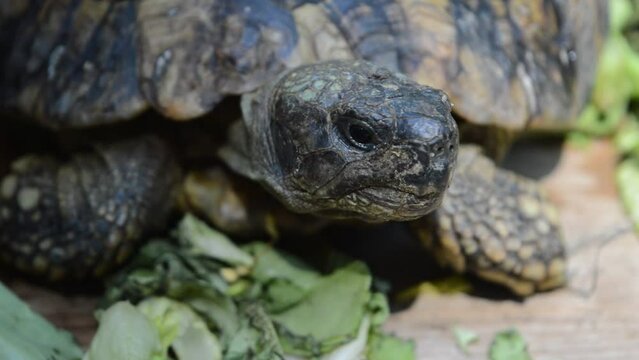 The turtle eats lettuce leaves
