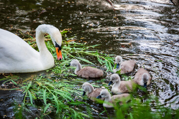 Swan family with swanlets swimming in a dirty pond eating some grass shot with a telephoto lens with nice blurred background and foreground and copyspace