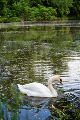 Portrait of a wild white swan swimming alone in a dirty pond shot with telephoto lens with nice blurred background and foreground with copy space