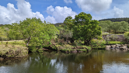 des arbres au bords d'une rivière calme