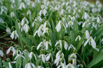 First spring flowers, snowdrops, white flowers, spring blossom 