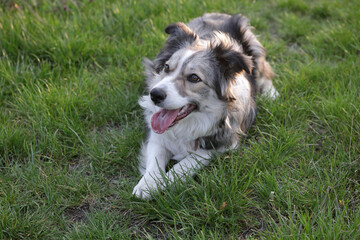 Young border collie laying on grass and gasping in late afternoon
