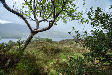 Fototapeta na wymiar paysage d'un parc national irlandais avec un arbre , un lac , de la brume