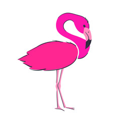 Flamingos are pink. Bright bird in cartoon style. Vector illustration isolated on white background