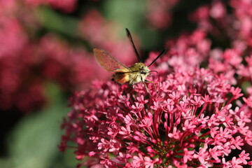 A Broad-bordered Bee Hawkmoth (Hemaris fuciformis) on Red Valerian (Centranthus Ruber)