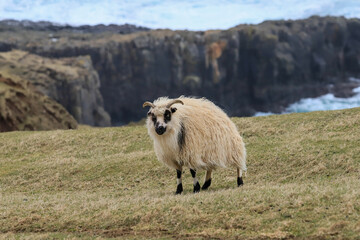 Sheep in Feroe landscape