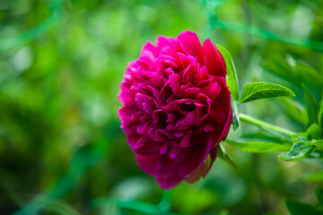 
Red, pink, burgundy peony flower and green leaves on a sunlight background. Spring concept, postcard, background.