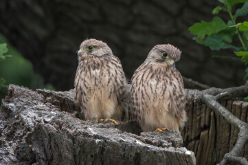 Two fluffy Kestrels