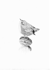 bird in a water