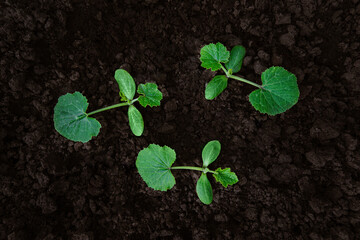 Three young seedlings of zucchini grows in the ground in the garden