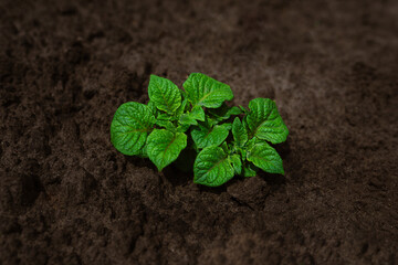 Close-up of a potato seedling in the ground