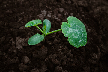 A young sapling of zucchini grows in the ground in the garden