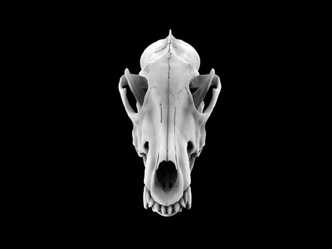 White wolf skull - front view - isolated on black background