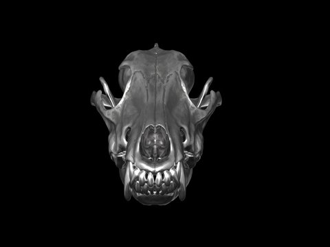 Metal wolf skull with large teeth - front view
