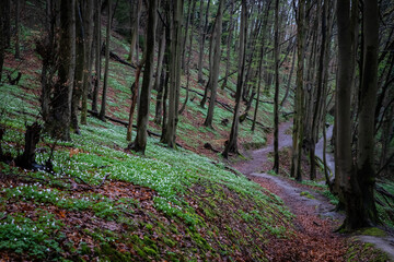 Obraz premium Nature German forests in spring
