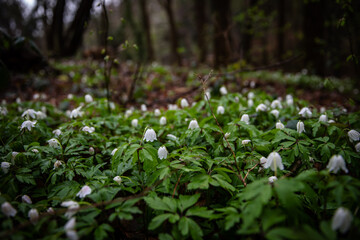 Nature German forests in spring