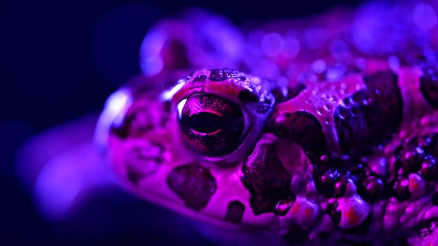 Amazing jungle frog or toad close-up under neon colorful light. Natterjack breathing and looking at camera. Wild amphibious blinks eyes, stirs nostrils, macro. 
