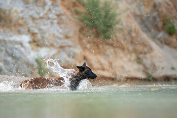 Belgian malinois shepherd dog running into the lake after a toy
