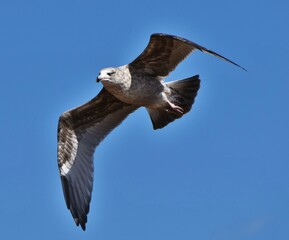 Seagull in flight