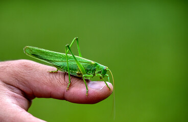 A closeup of a grasshopper on a person's thumb