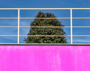 A tree behind a pink wall and white railing