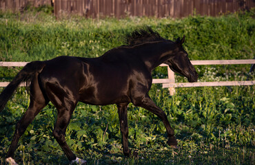running  beautiful black horse in paddock. summer time