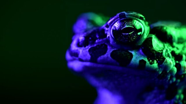 Amazing tropical frog or toad close-up. Natterjack breathing and looking at camera. Wild jungle amphibious blinks eyes, stirs nostrils, macro. 
