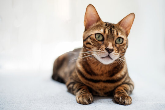 Bengal cat lies on a white background and looks to the side. Home kitten on the sofa