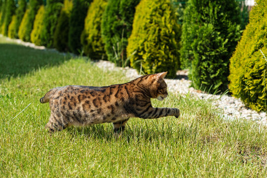 Bengal cat on the grass raised his paw up. The kitten plays on the lawn with midges. self-walking