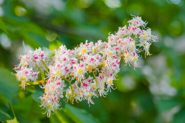 Branch of chestnut tree with blossoming spring flowers - close up view. Nature, floral, blooming and gardening concept
