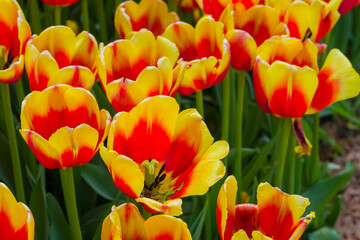 Colorful spring meadow with orange tulip flair flowers - close up. Nature, floral, blooming and gardening concept