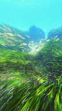 group of salpa fish swimming among the poseidonia under the Mediterranean sea