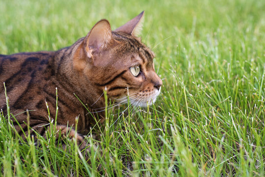 Bengal cat hunts in the grass. The kitten is hiding on the lawn. Domestic cat walking on the street