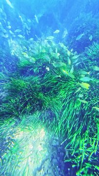 school of salpa fish among the poseidonia under the sea