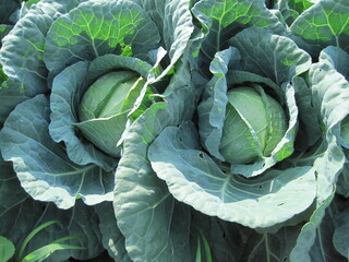 Spring cabbage field before harvest