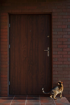 Bengal cat stands in front of the door to the house. Domestic kitten asks to come inside