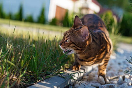 Bengal cat eats grass in front of the house. Domestic cat walks on the street. Kitten eats vitamins