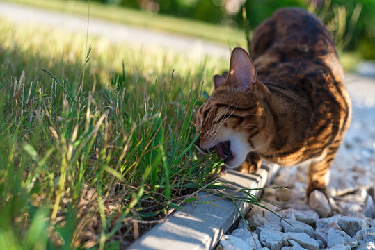Bengal cat eats grass in front of the house. Domestic cat walks on the street. Kitten eats vitamins