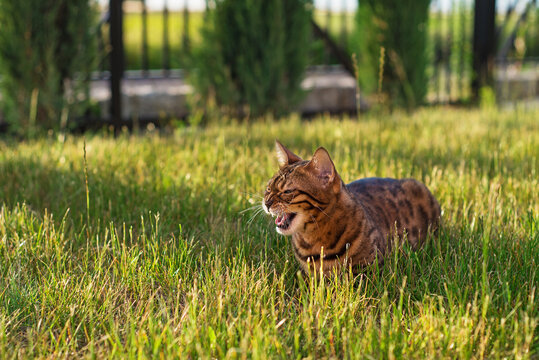 Bengal cat is standing in the grass at sunset. Domestic cat walks on the street. kitten meowing